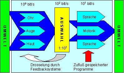 Übersichtsschema der Informationsverarbeitung des Menschen