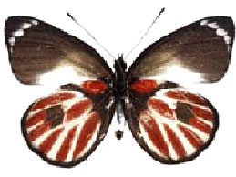 Schmetterling